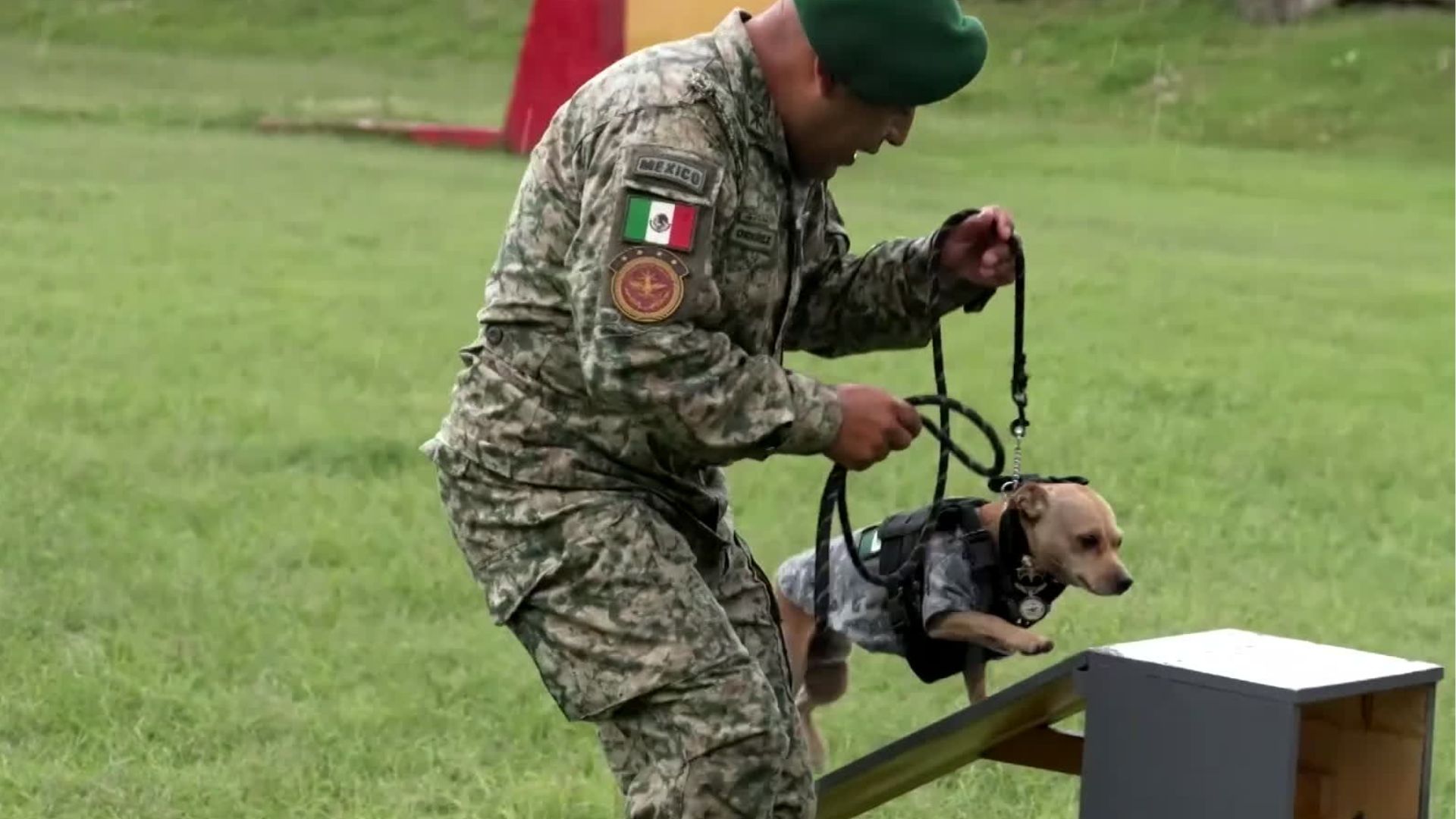 Comando, the pint-sized Chihuahua, proved that size is no obstacle (Picture: Mexico National Guard)