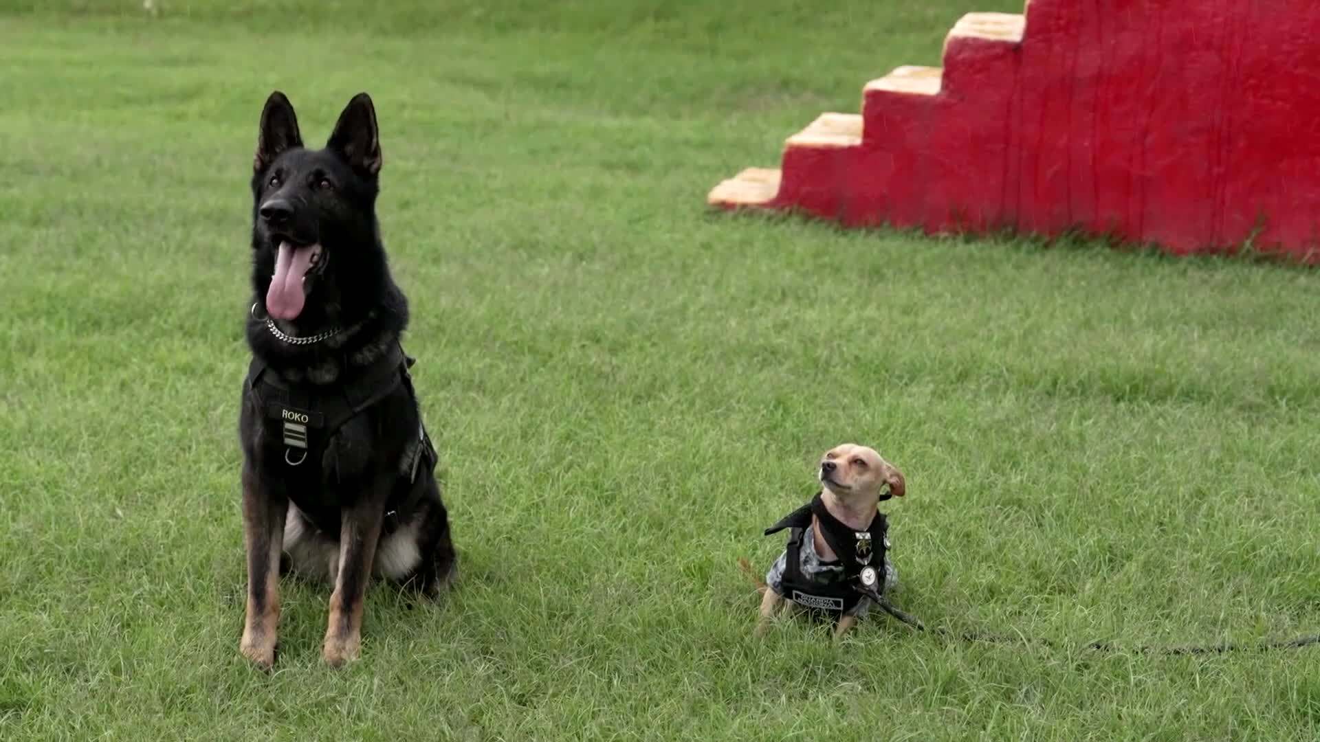 Chihuahuas are uniquely suited for highly specialized non-patrol tasks, contrasting sharply with their larger, more aggressive colleagues (Picture: Mexico National Guard)