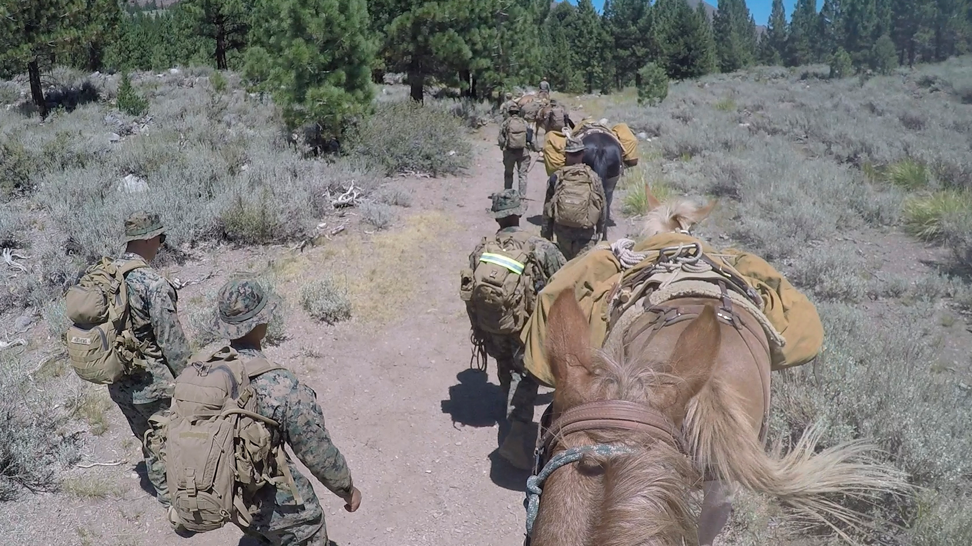Alongside the Royal Marines, BFBS Forces News reporter Sian Grzeszczyk Melbourne had the chance to experience the animal packing course in California as part of Exercise Green Dagger in California 