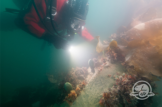 Erebus discovery 