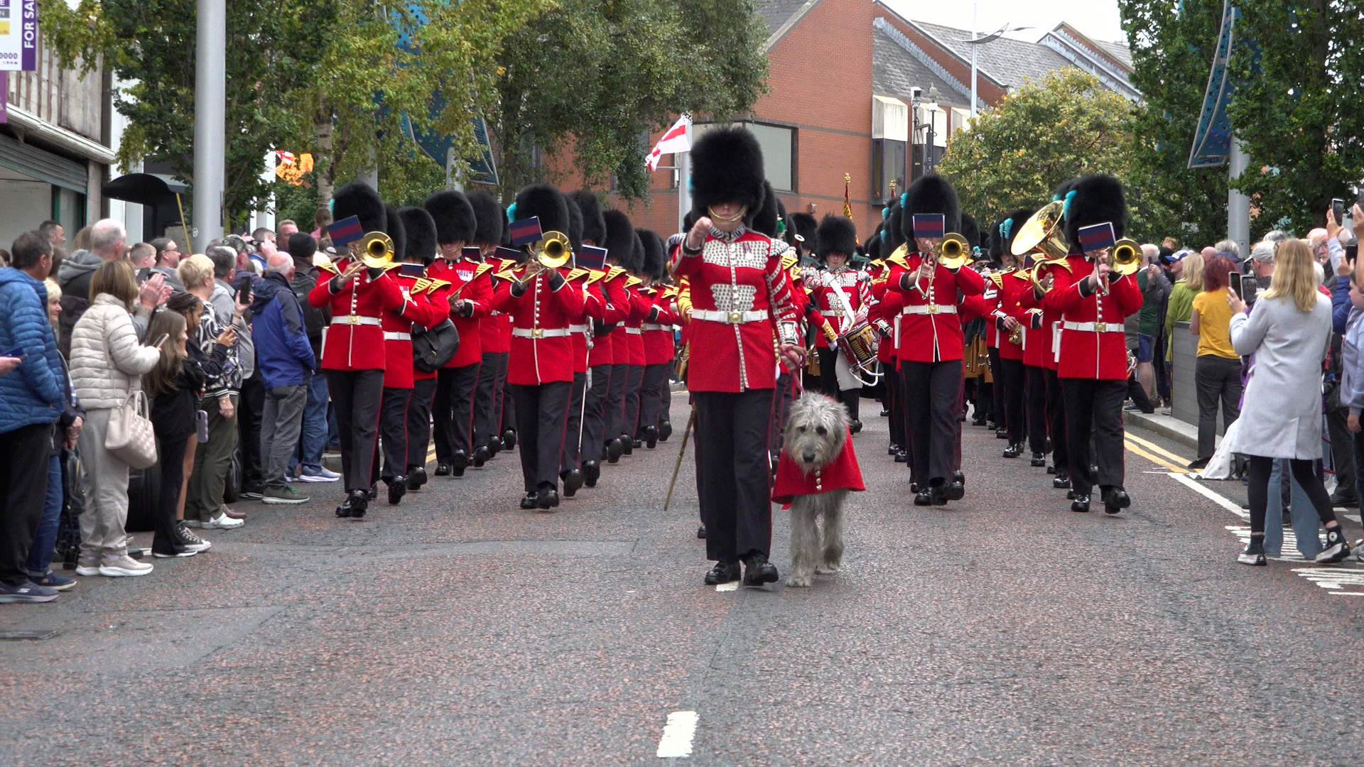 Irish Guards regimental mascot Seamus leading the parade in Bangor for their 125th anniversary