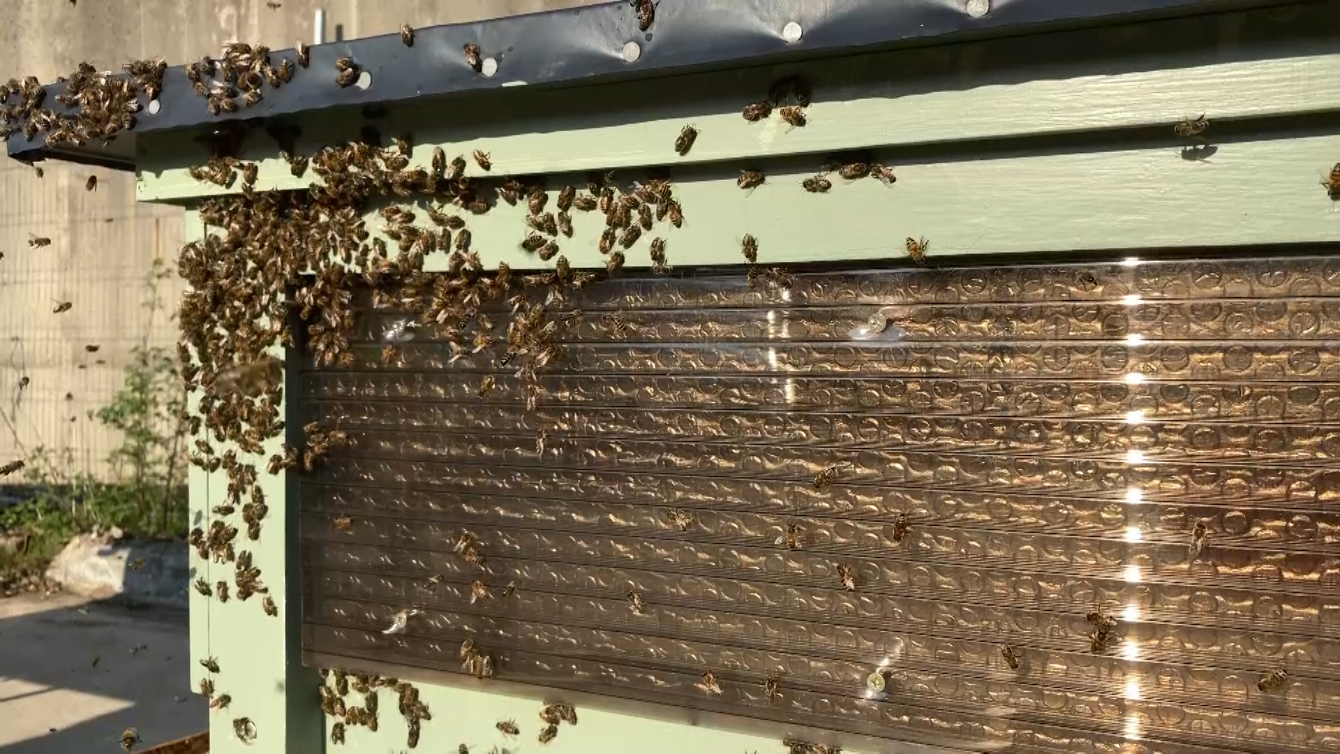 120,000 V I bees get used to their new hive at the Defence School of Transport, East Yorkshire.
