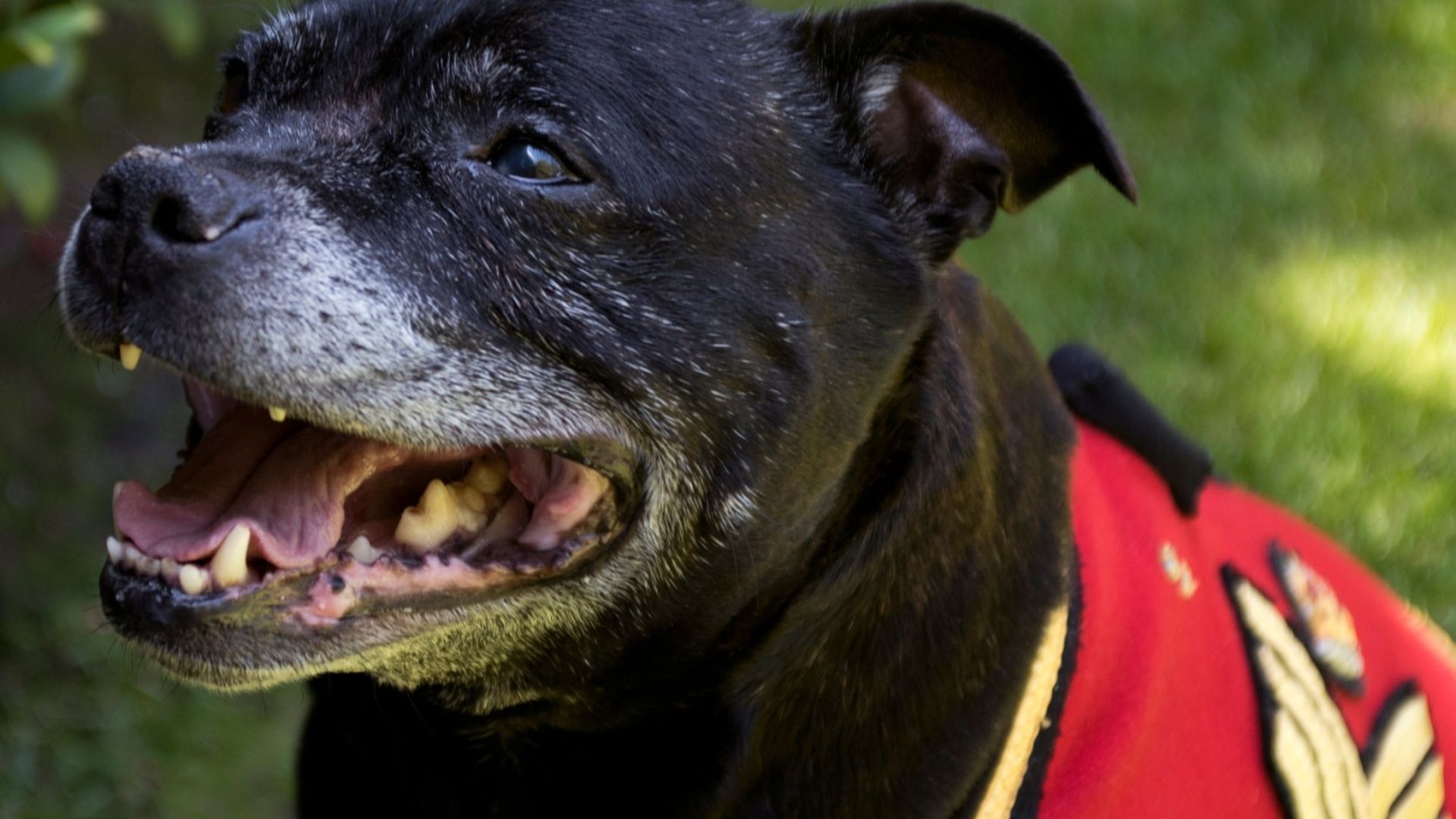 The beloved late Csgt Watchman V enjoyed a large and devoted following on social media