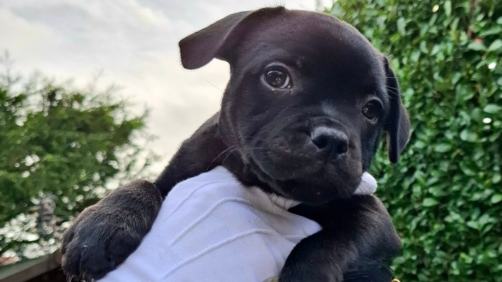 The adorable Staffordshire Bull Terrier will soon take up its duties as the new Watchman