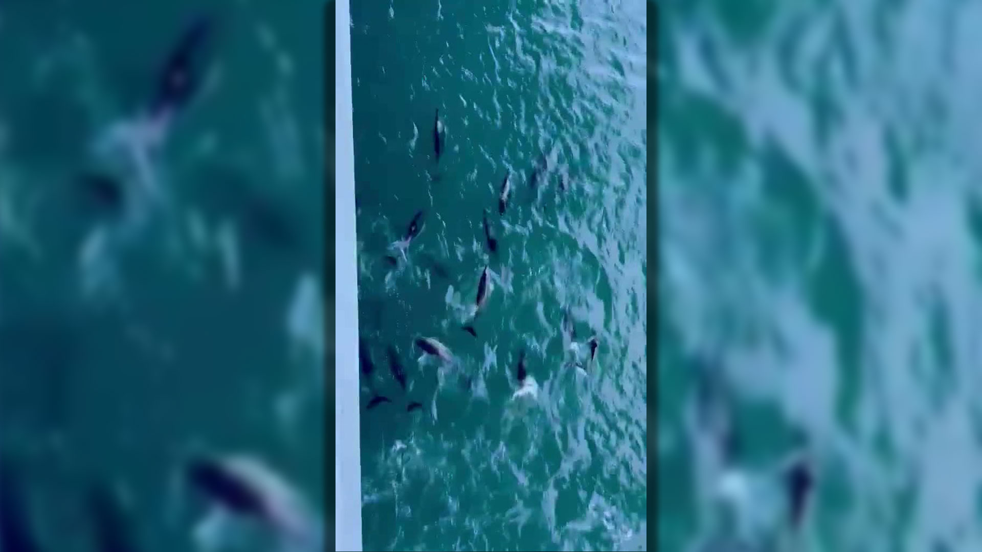 The pod of dolphins swam playfully alongside HMS Queen Elizabeth (Picture: HMS Queen Elizabeth)