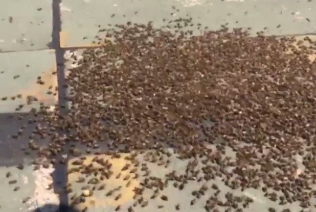 Bee Swarm At RAF Cranwell Force Staff To Divert Aircraft