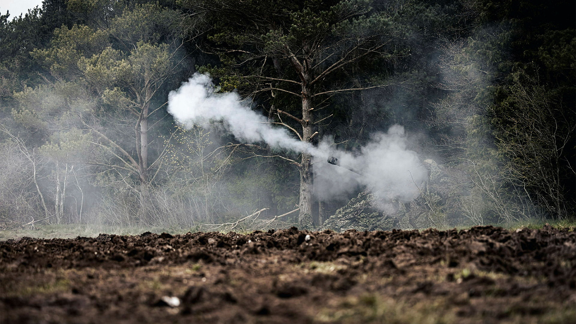 Some of the trees on the MOD's Salisbury Plain training area suffer from ash dieback disease