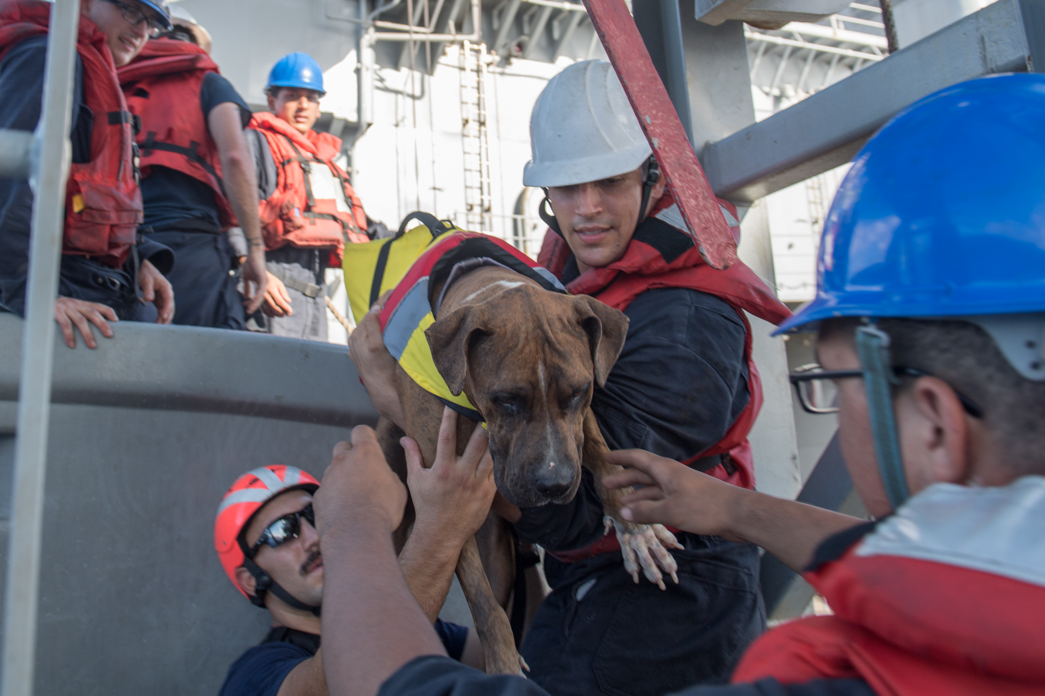 US Navy Rescue Dog Pacific Ocean