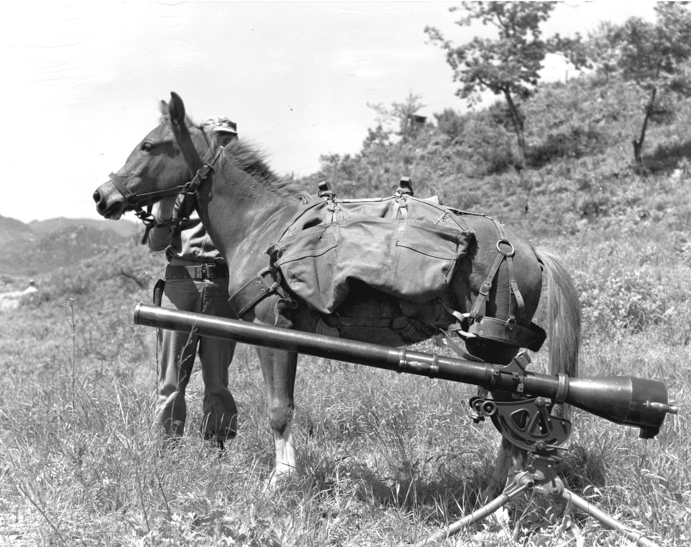 Korean War horse Sergeant Reckless carrying a recoiless rifle