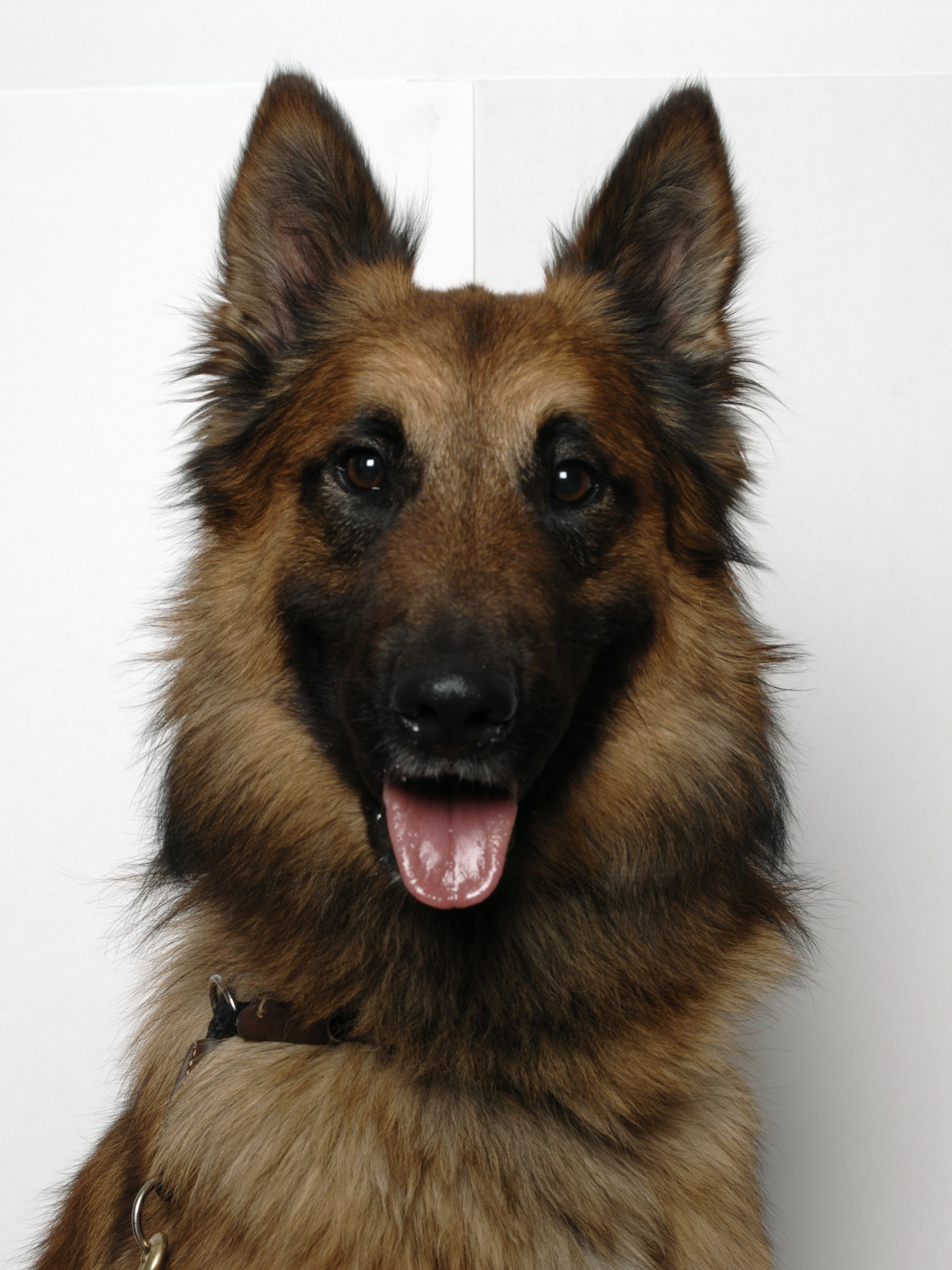 Kuga is the 71st recipient of the Dickin Medal (Picture: Australia Department of Defense).