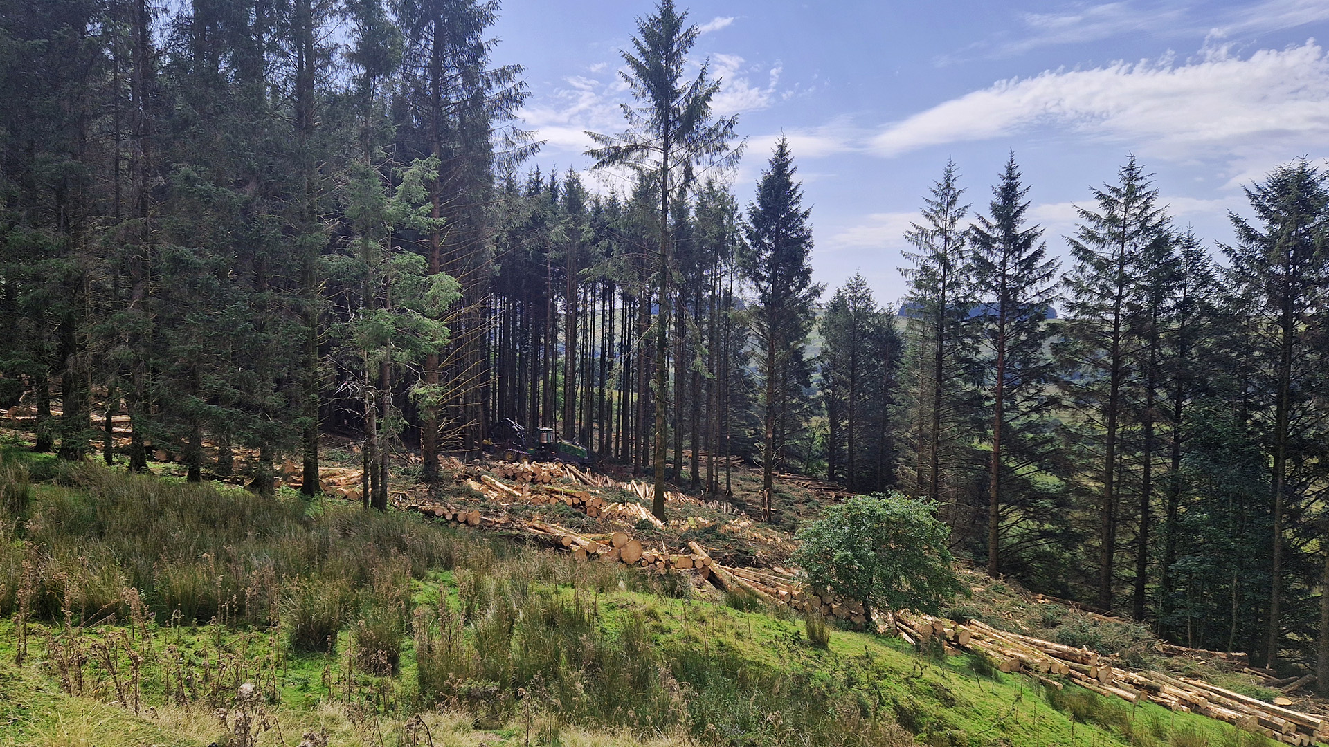 Harvesting timber helps generate income for future forestry and conservation work 