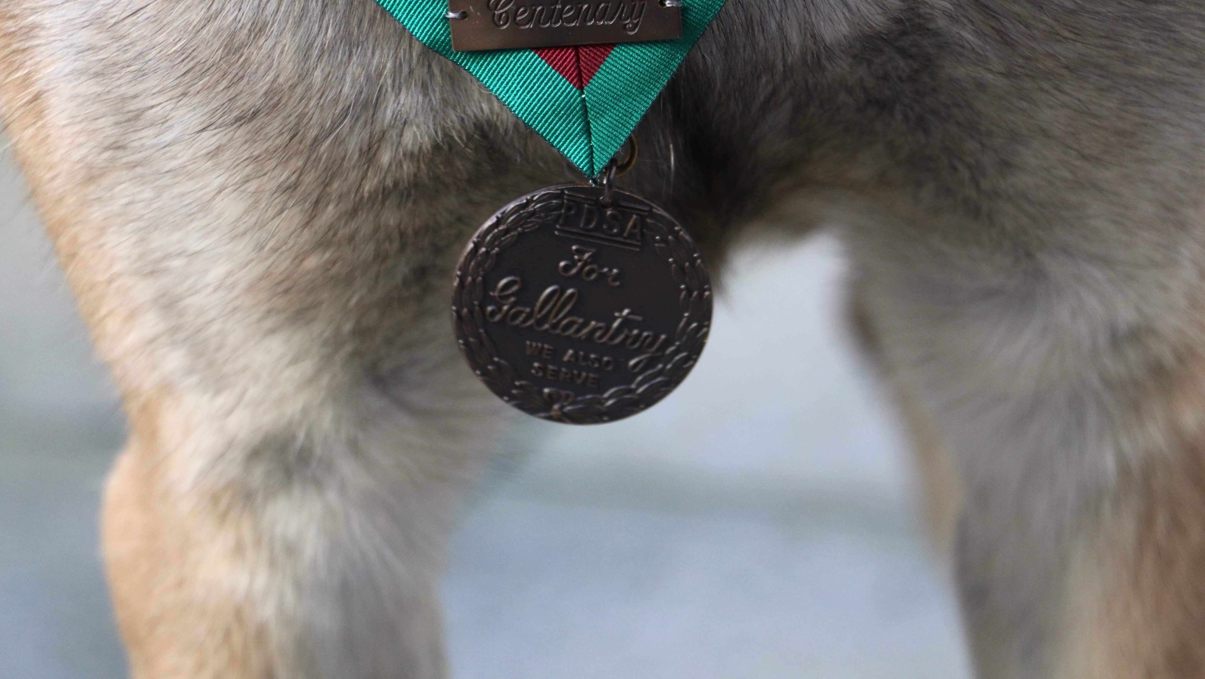 Mali the hero dog