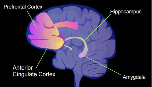 The Brain. Credit: National Institute of Mental Health, National Institutes of Health