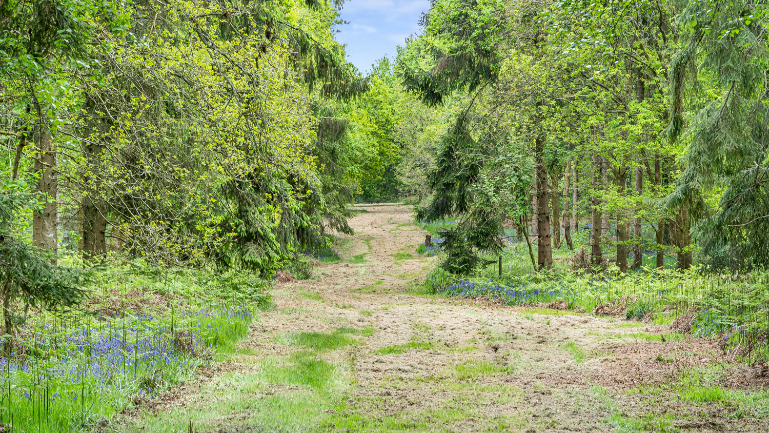  Frogmore Woods is described as having streams, ponds, wildflower meadows and majestic oak canopies