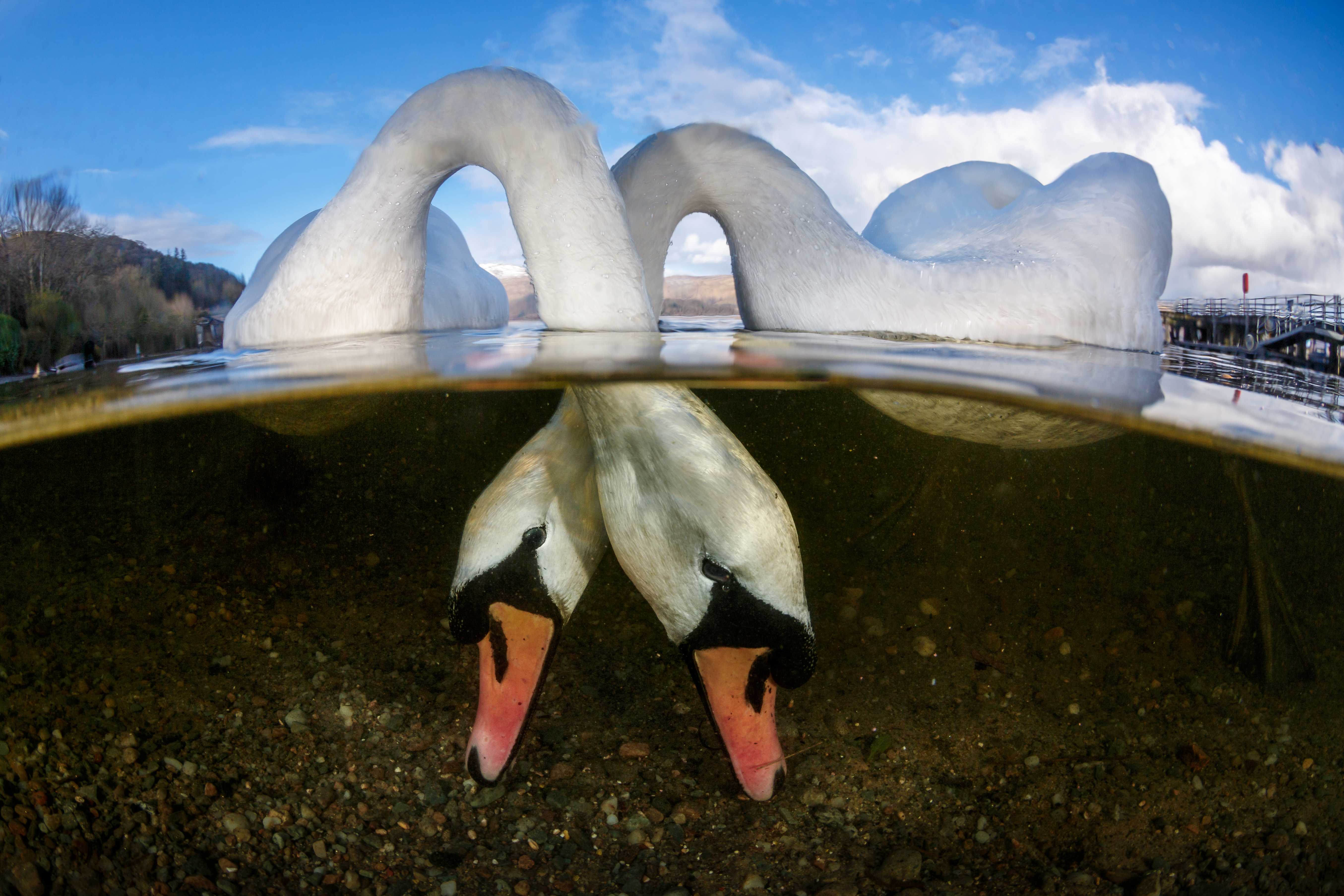Underwater photographer of the year 