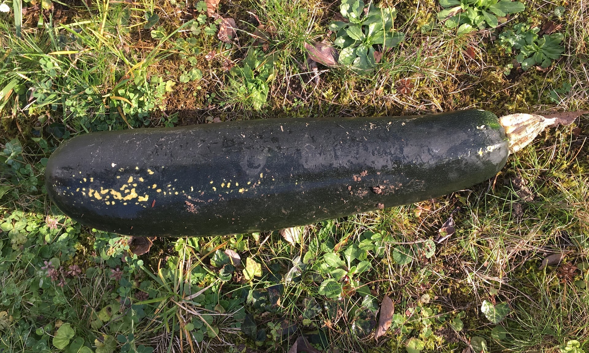 Bomb scare courgette