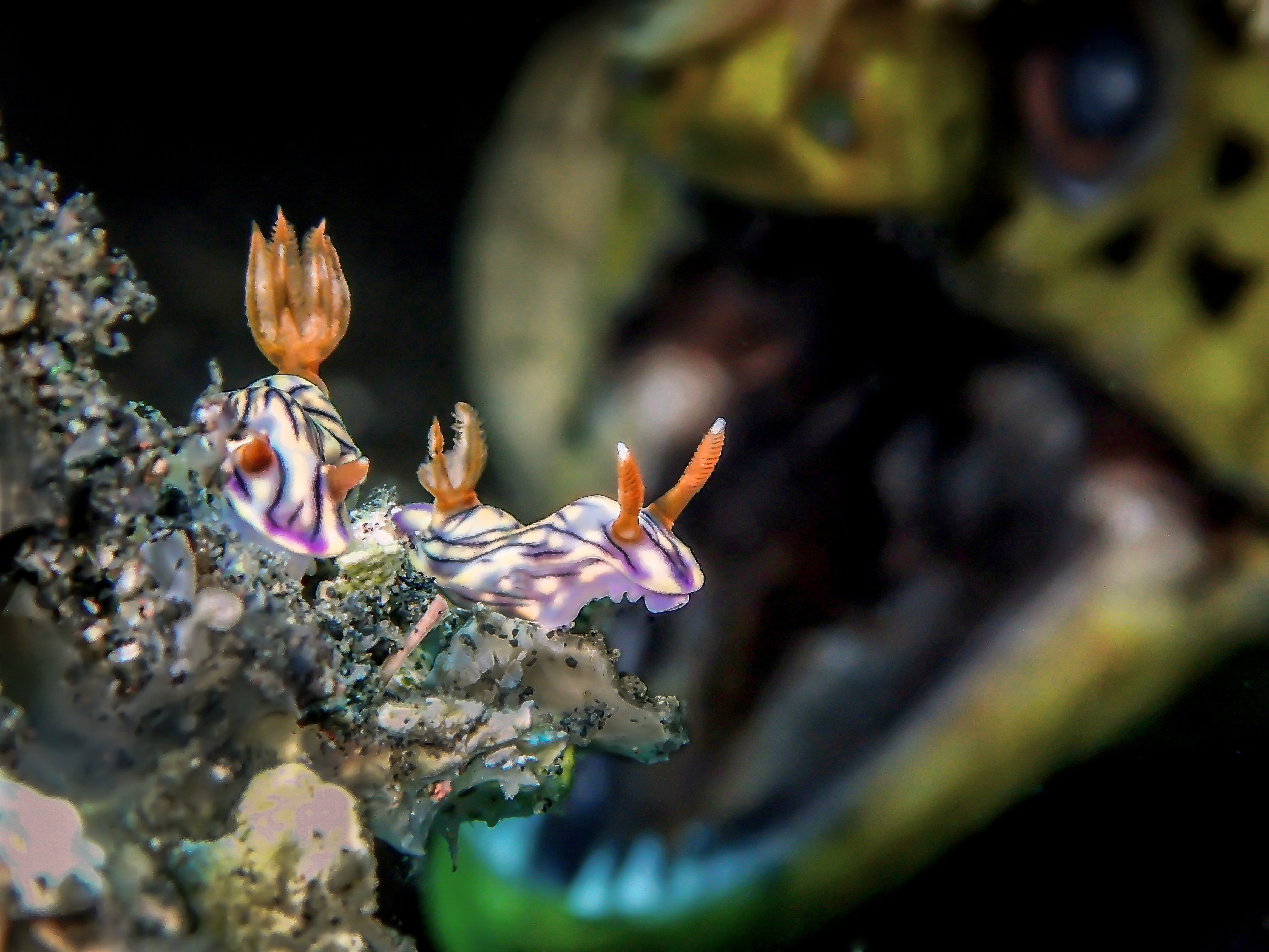Underwater photographer of the year 