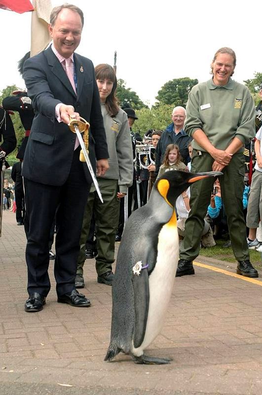 king penguin Nils Olav knighted in Edinburgh Zoo