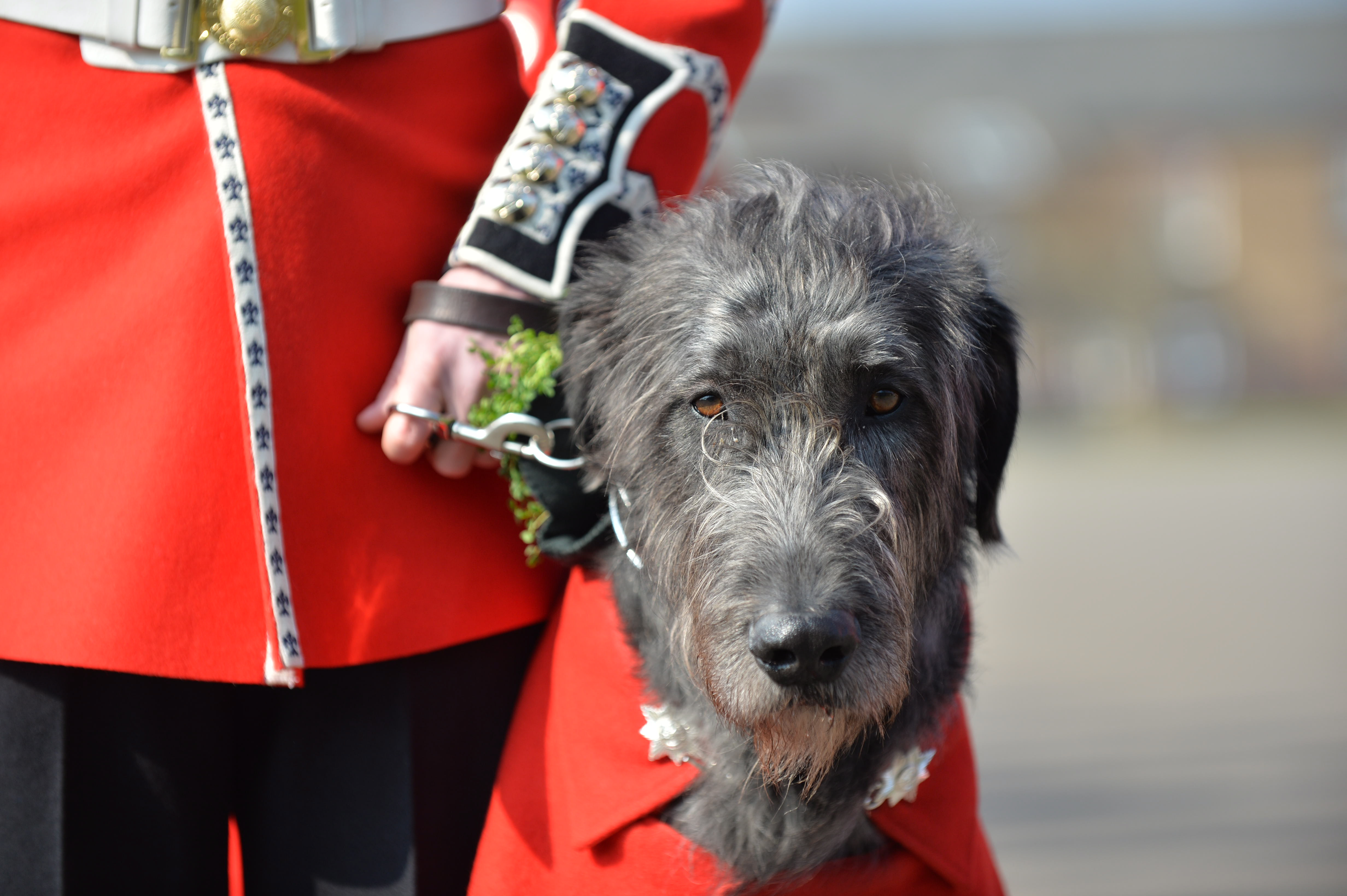 Irish Guards mascot, Domhnall
