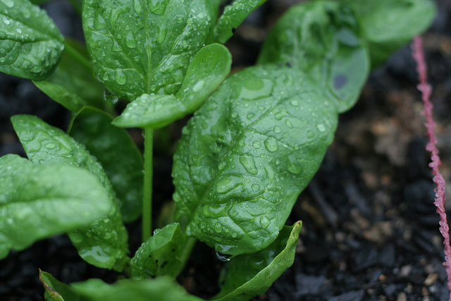 SPINACH