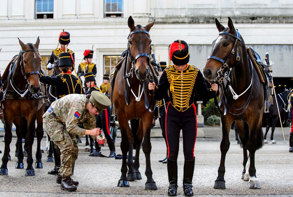 horses 4