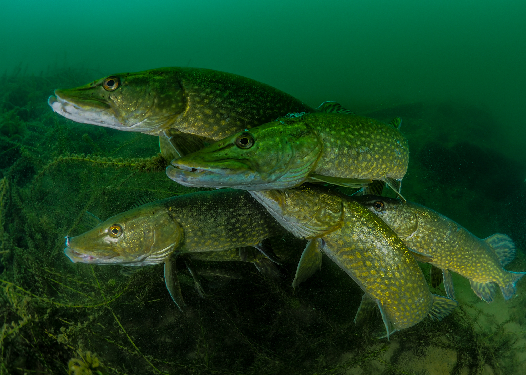 Underwater photographer of the year 