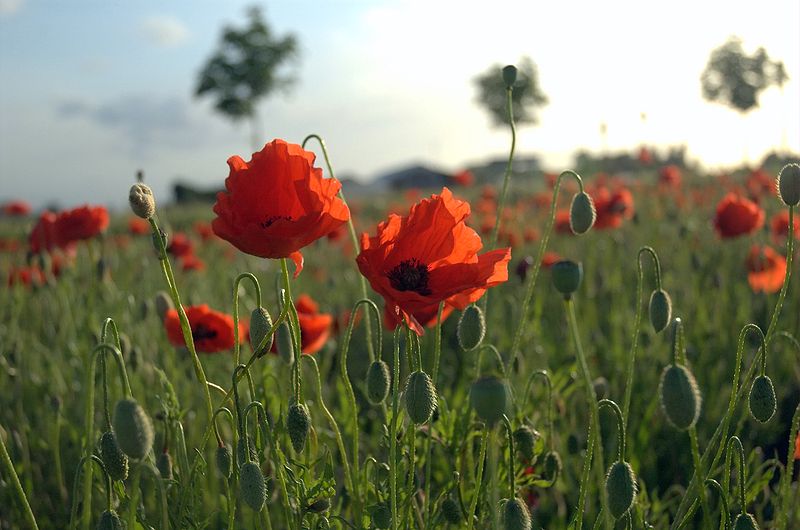 Poppies in Flanders today