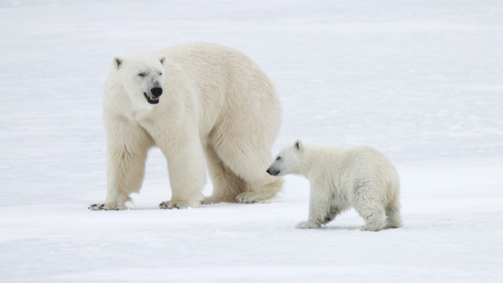 Polar bears in Arctic spotted by HMS Protector in June.