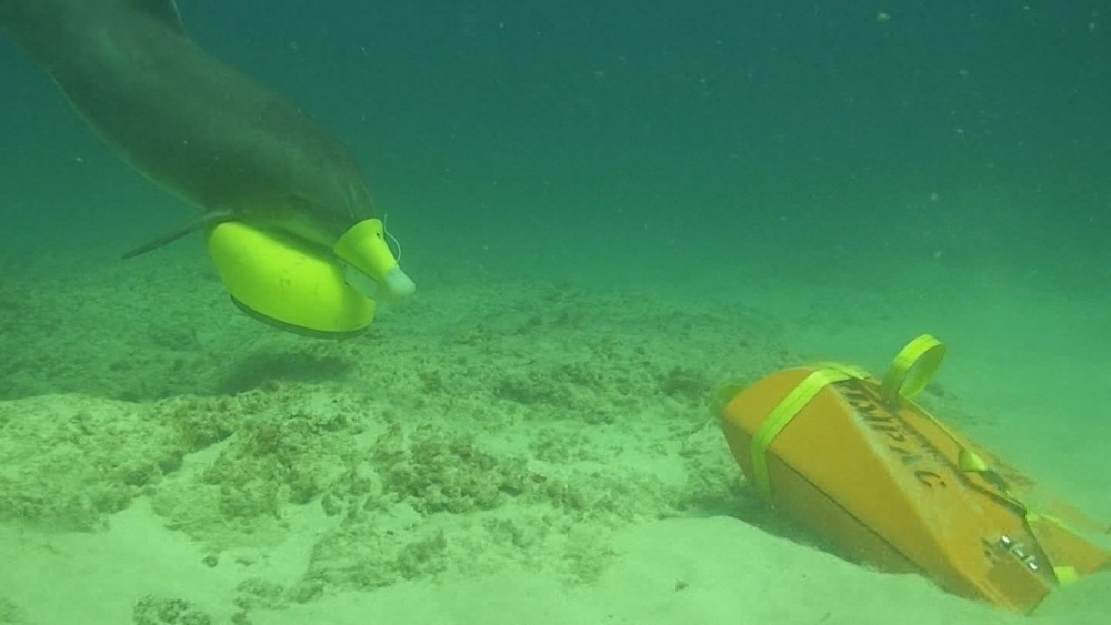 A bottlenose dolphin places a marking device on an exercise sea mine (Picture: US Department of Defense).