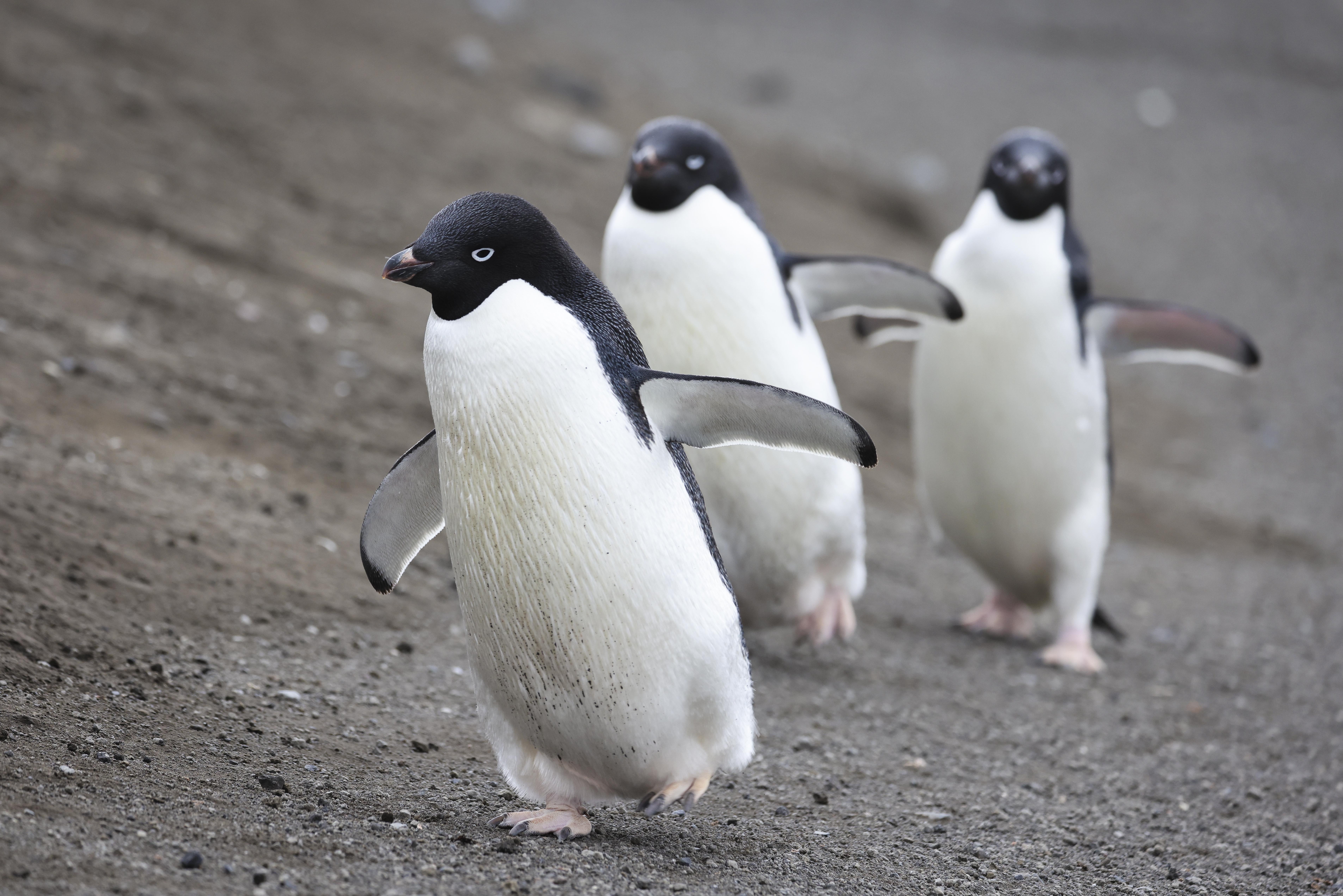 A close up of penguins on the South Sandwich Islands (Picture: Royal Navy).