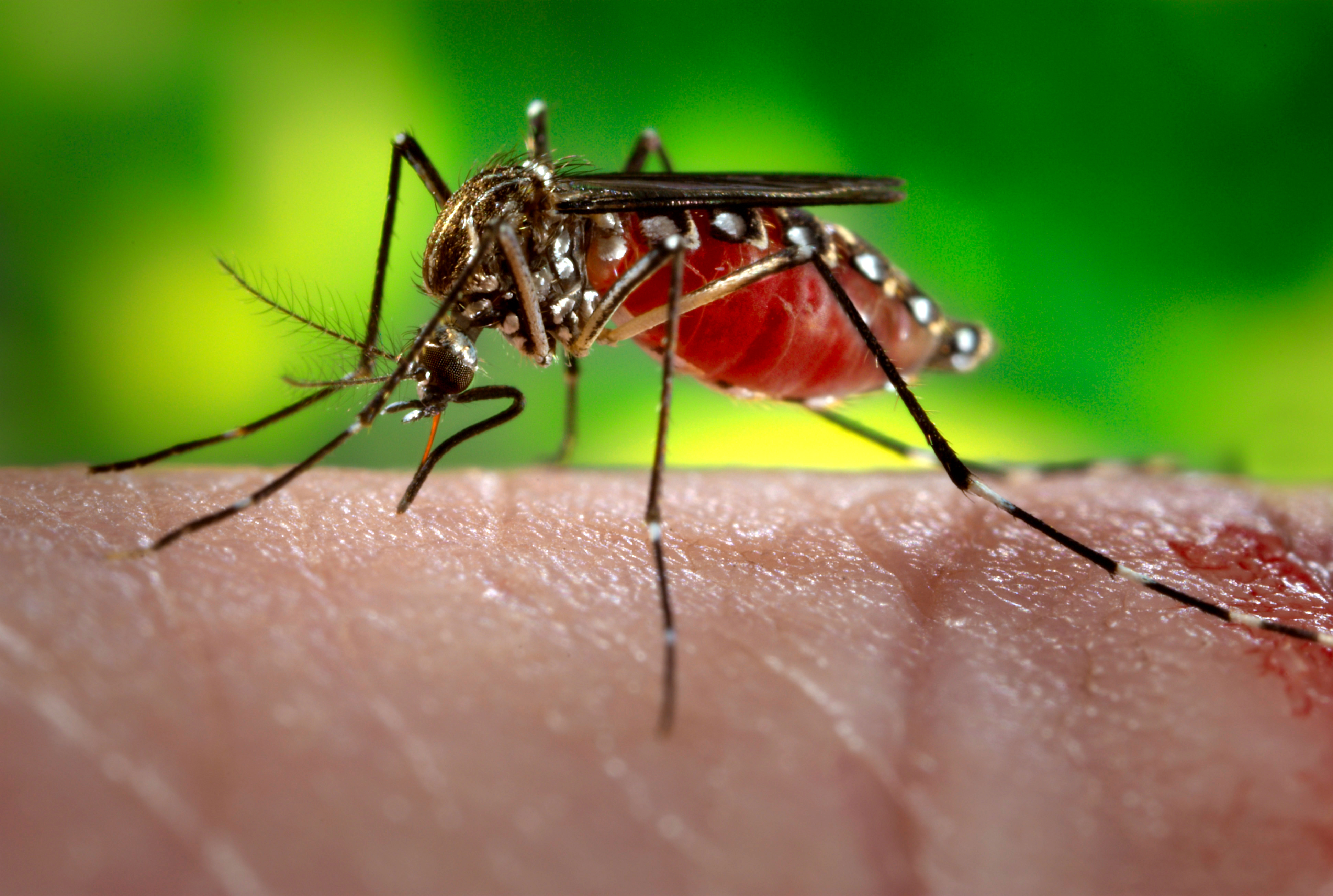 A female mosquito sucking blood from a human CREDIT US Navy