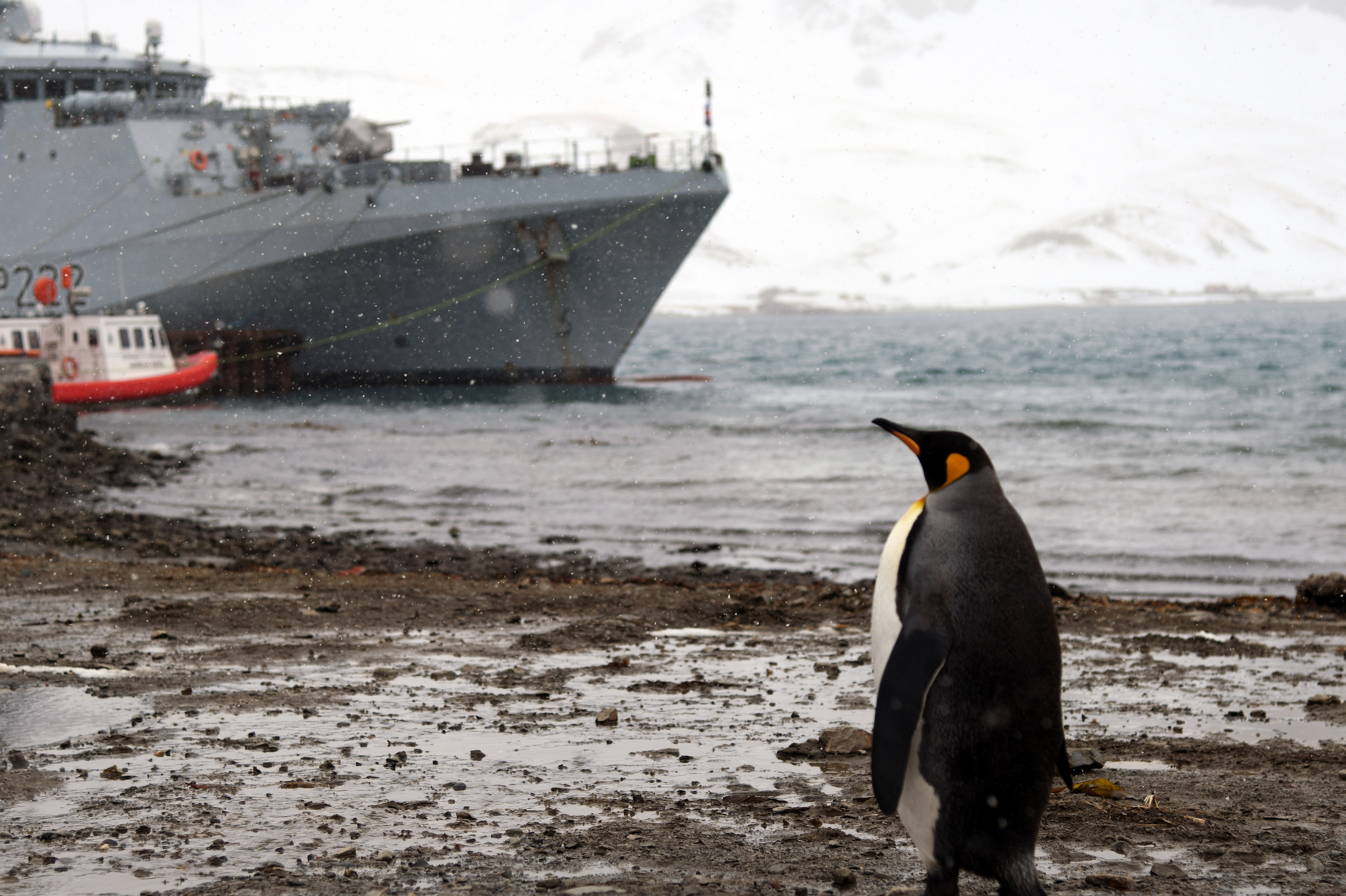 Cover image: HMS Forth passes a penguin in South Georgia (Picture: Royal Navy).
