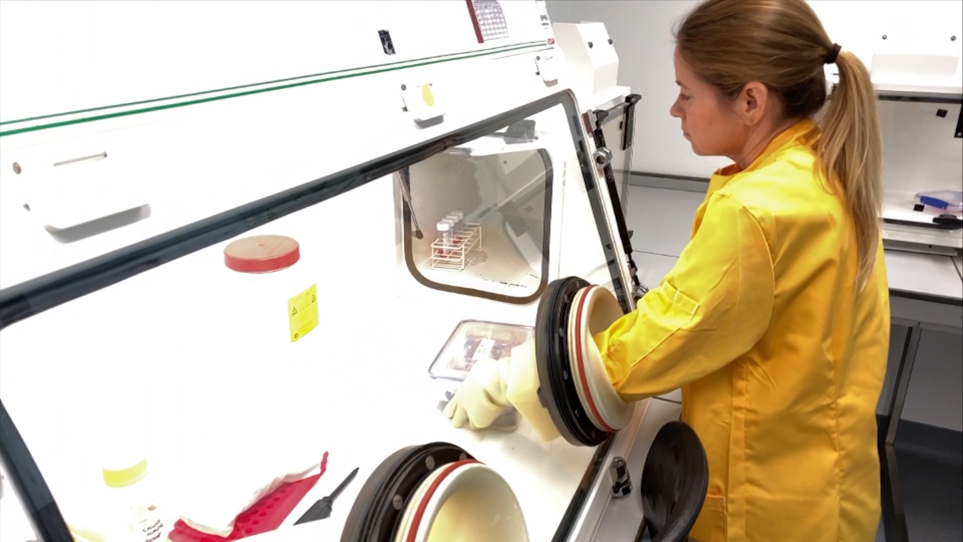 Scientists are particularly cautious with the virus, handling COVID-19 cultures in sealed glove boxes.