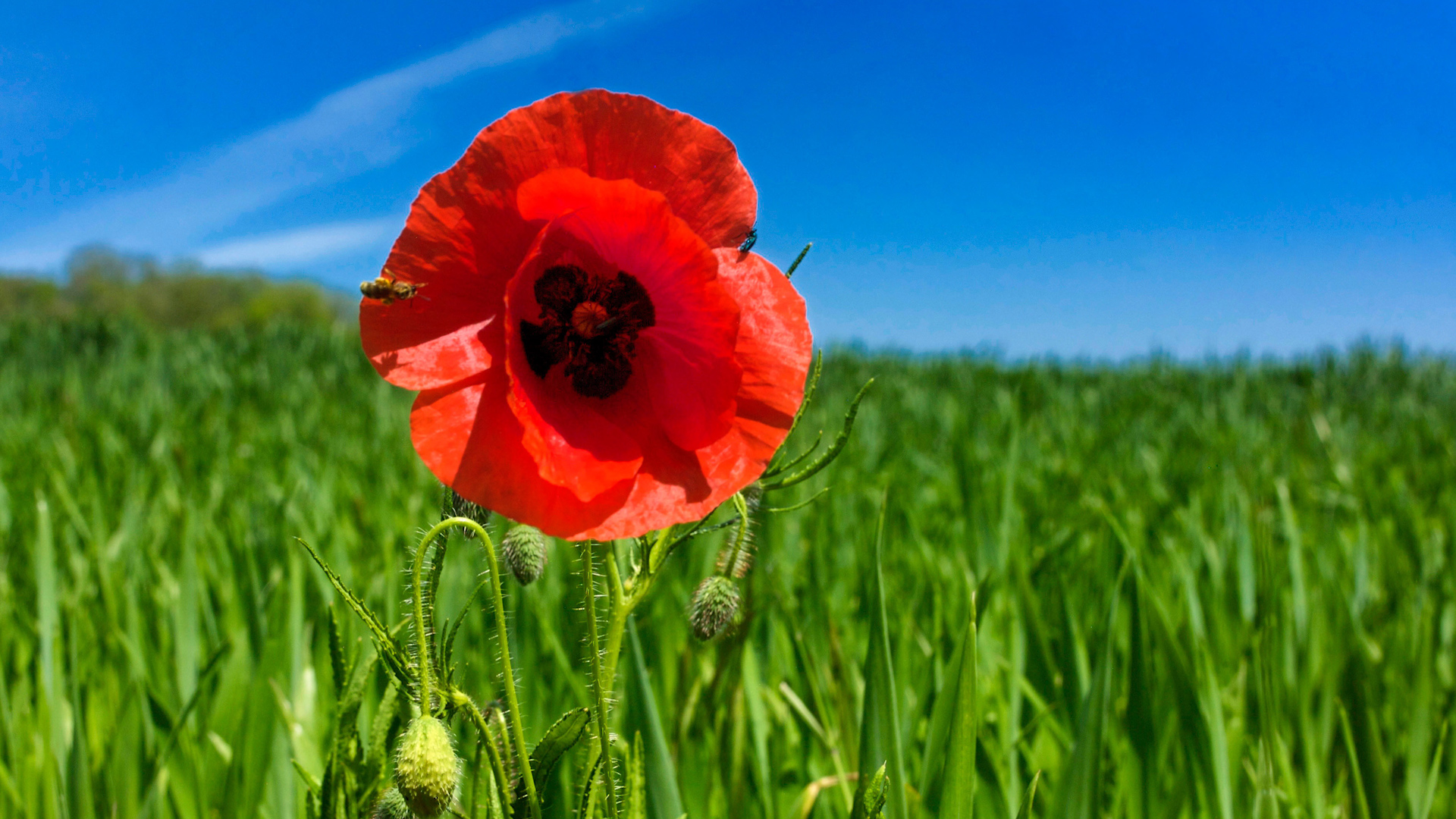 A single poppy in a field in France
