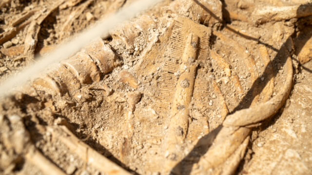 A comb found at archaeological excavation programme Op Nightingale CREDIT BFBS