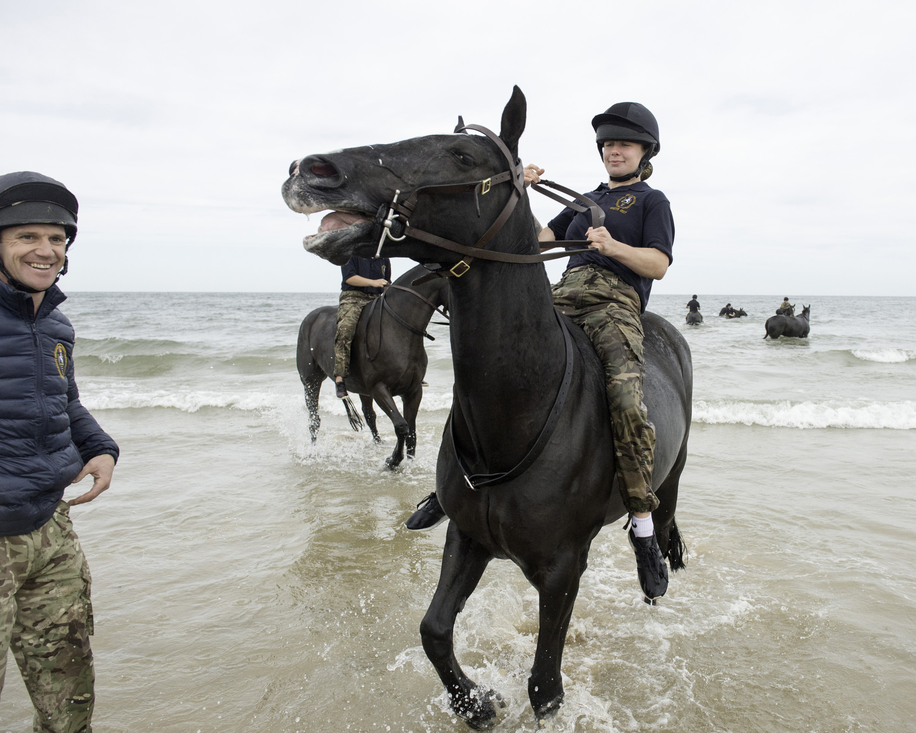 horse