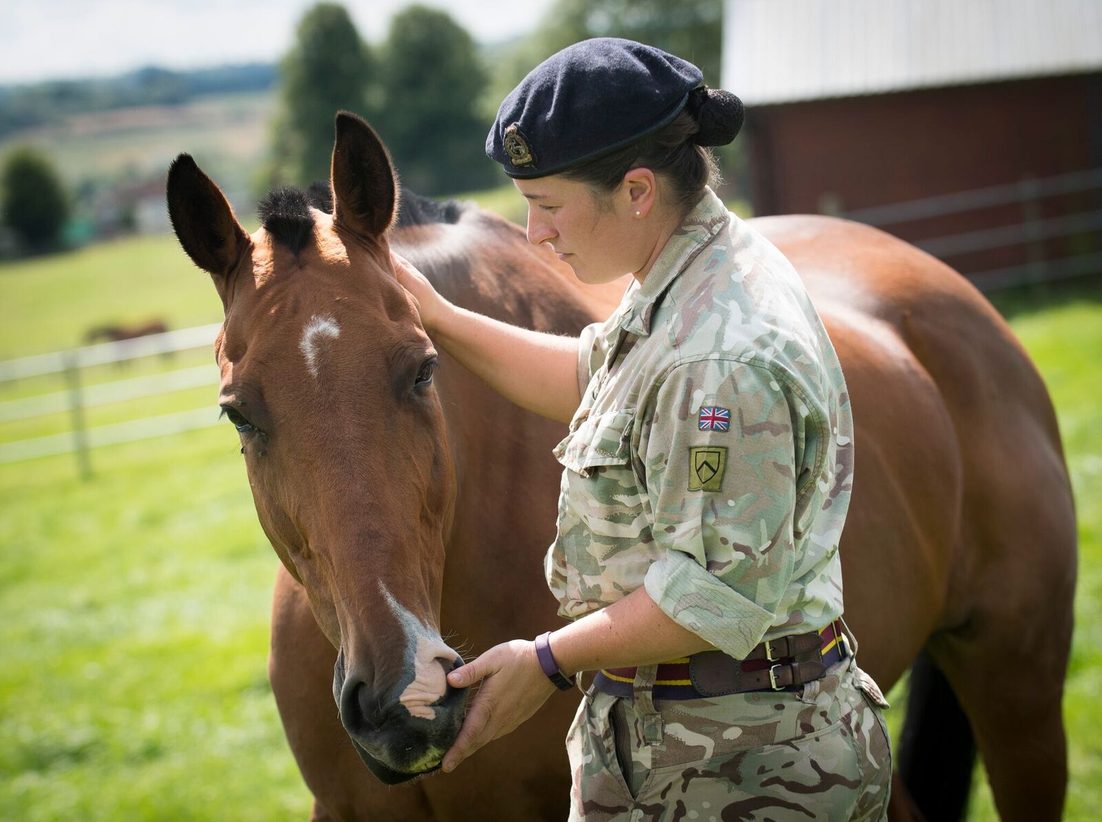 Army Horse Put Down After Being Released From Field
