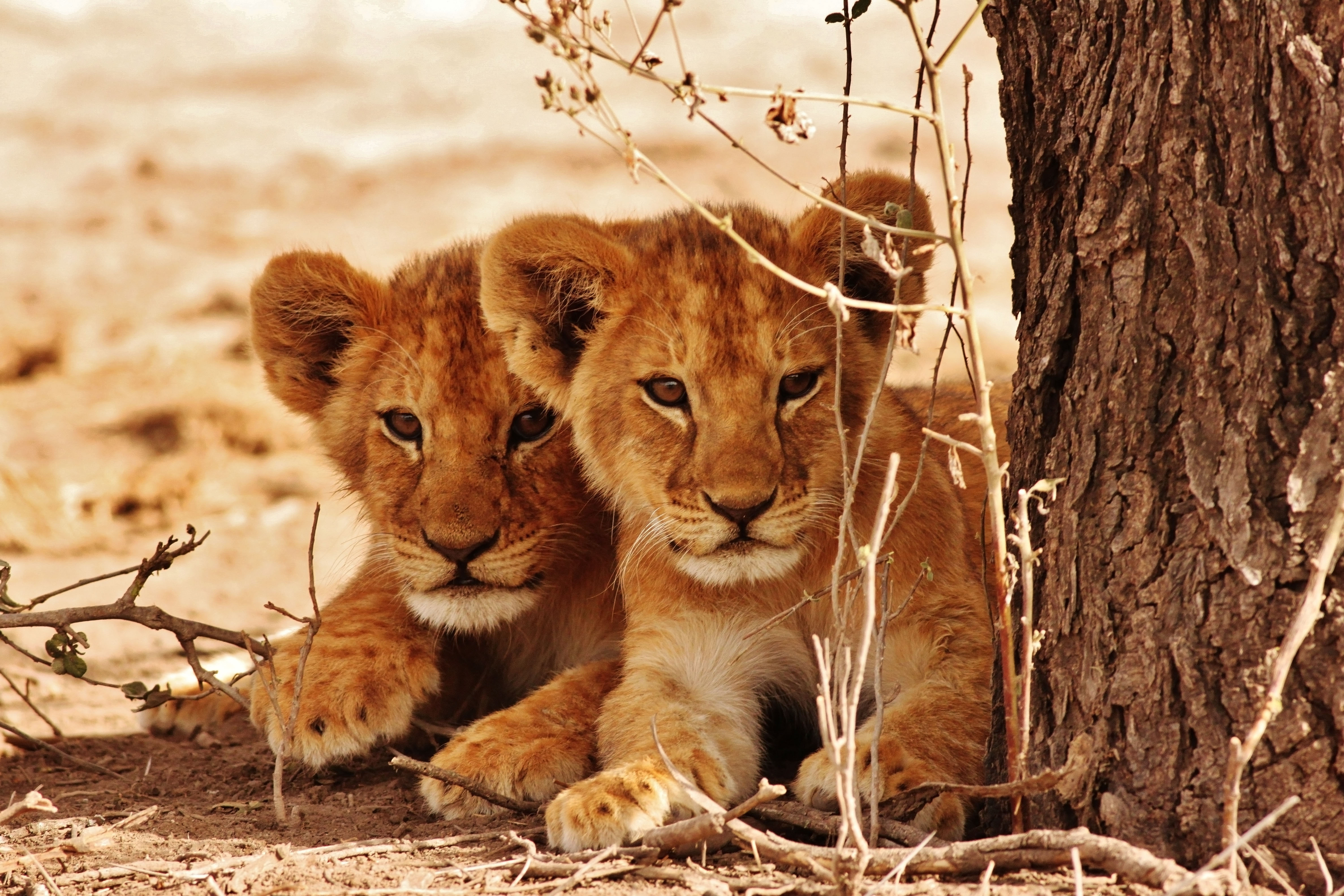 The Pride 