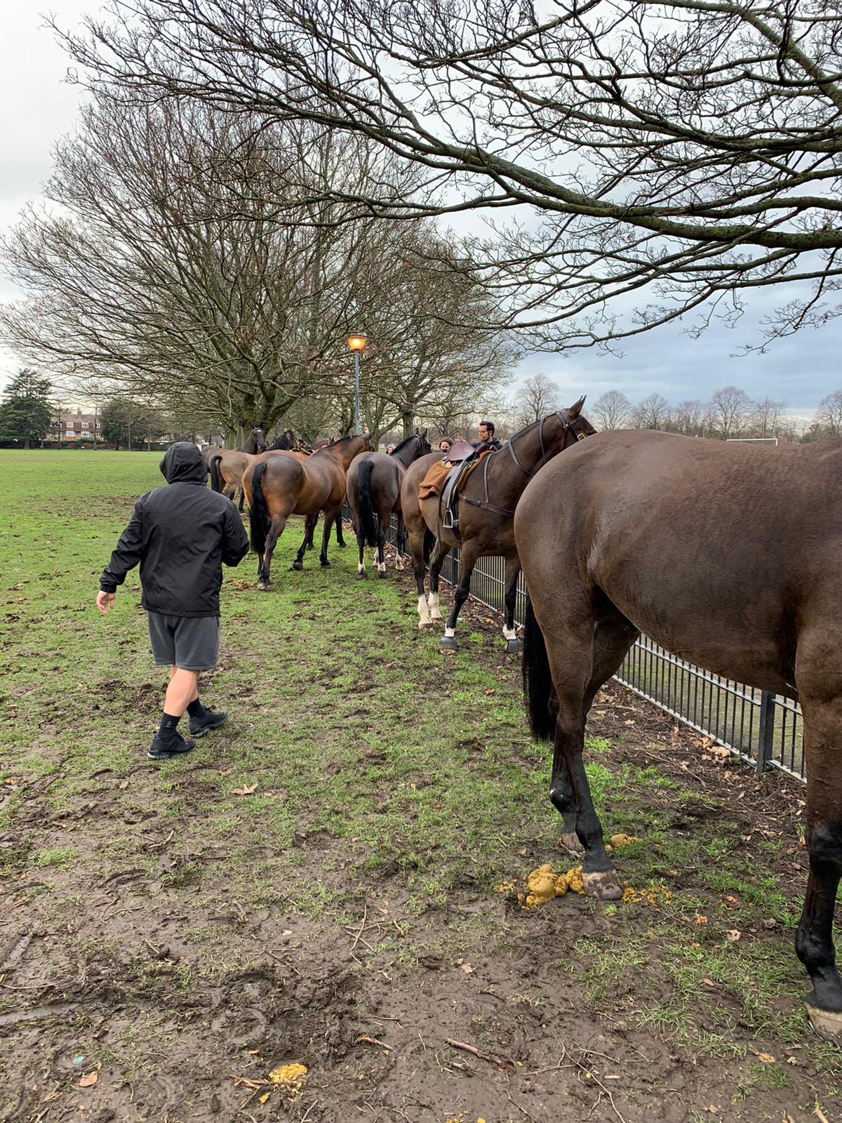 The horses pictured were rounded up after the incident (Picture: Leighton Brown).