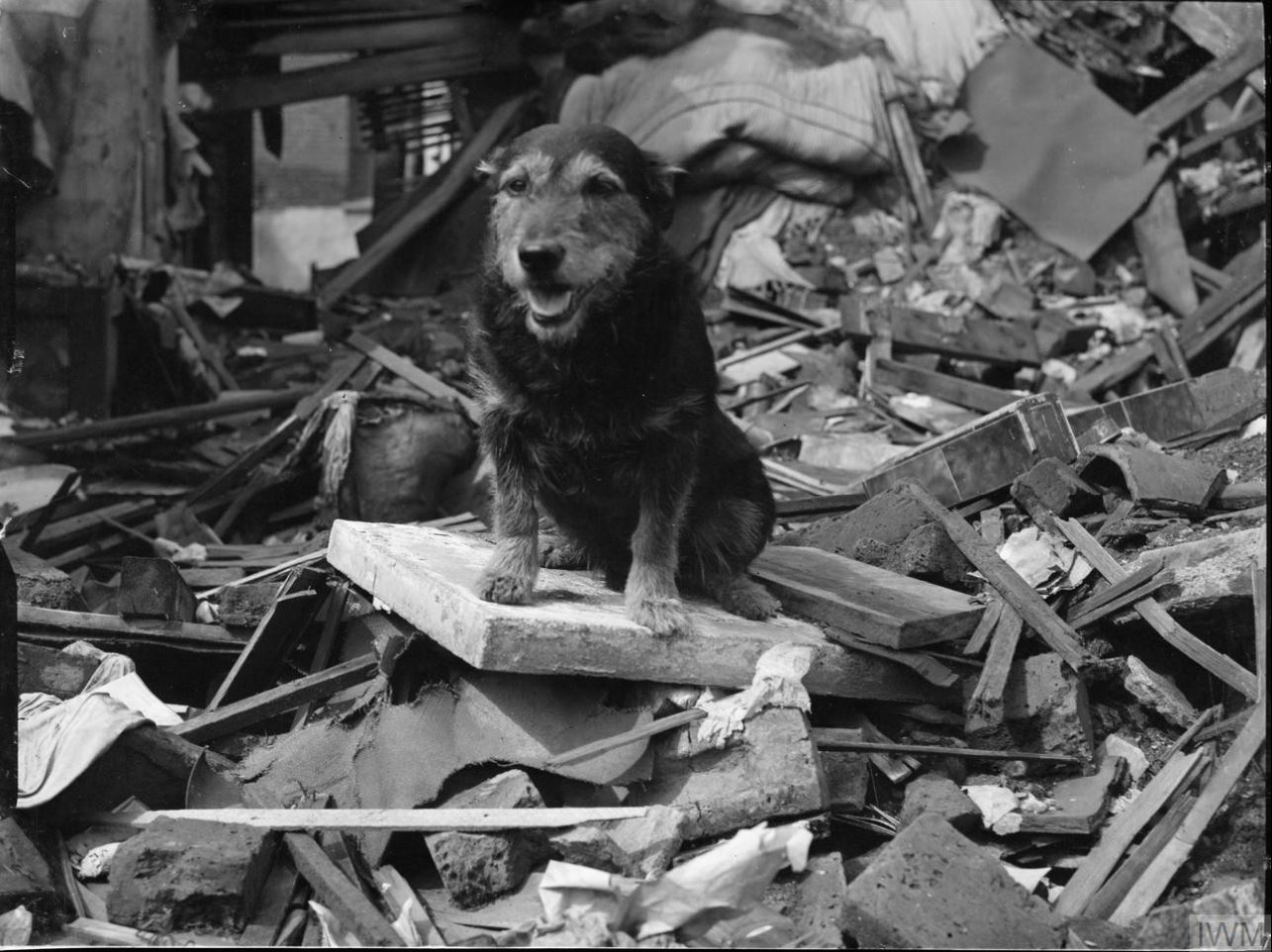Air Raid Precautions Dog Rip Poplar London IWM