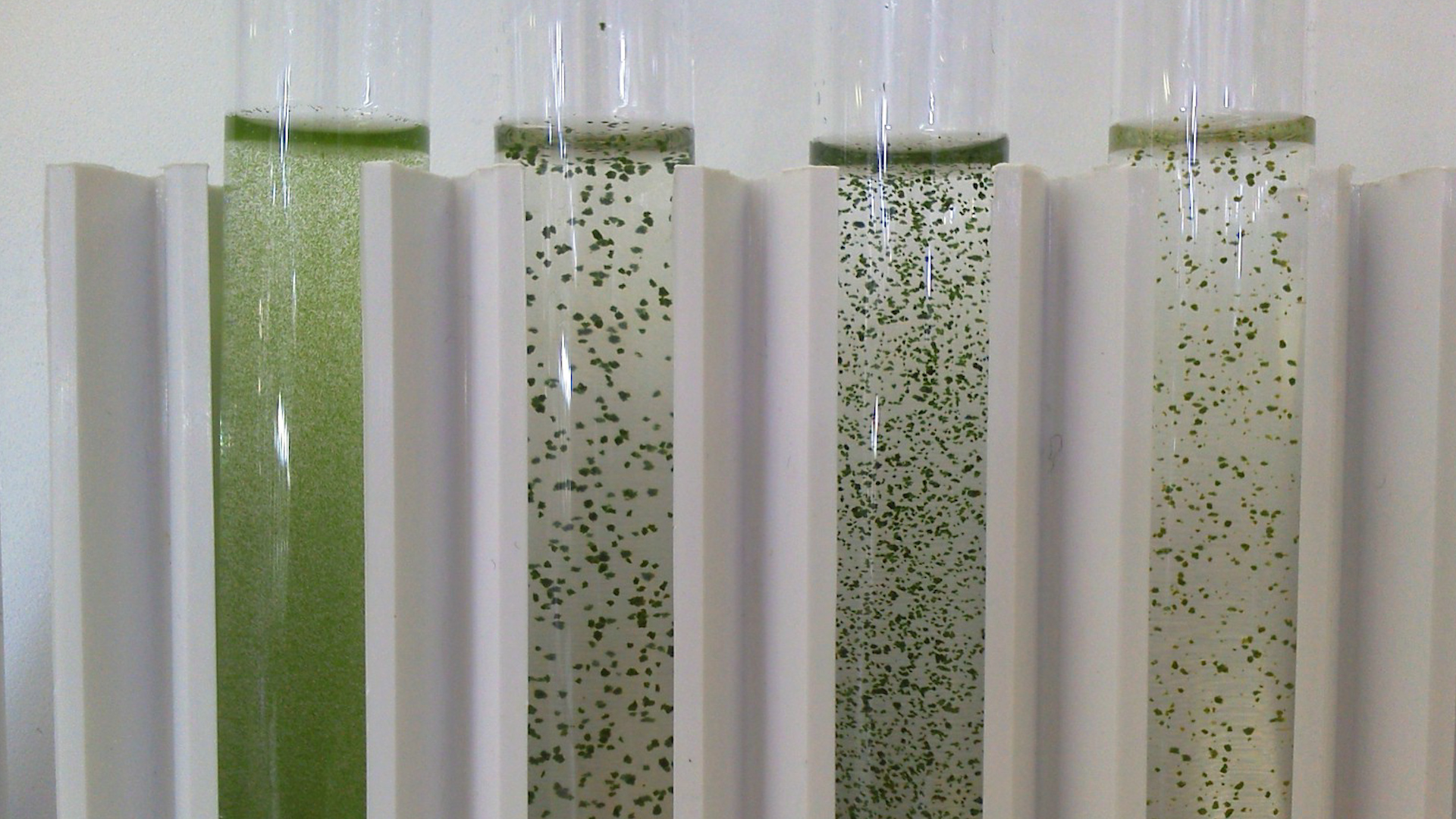 Algae in lab equipment DATE UNKNOWN used on 121220 CREDIT MOD.jpg