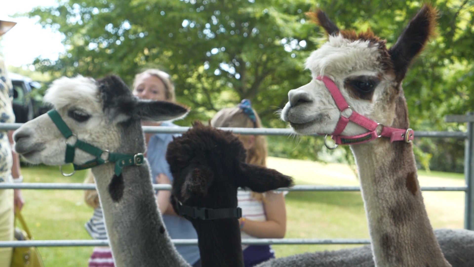 Alpacas at Royal Navy Open Day in Devon Credit BFBS 290719