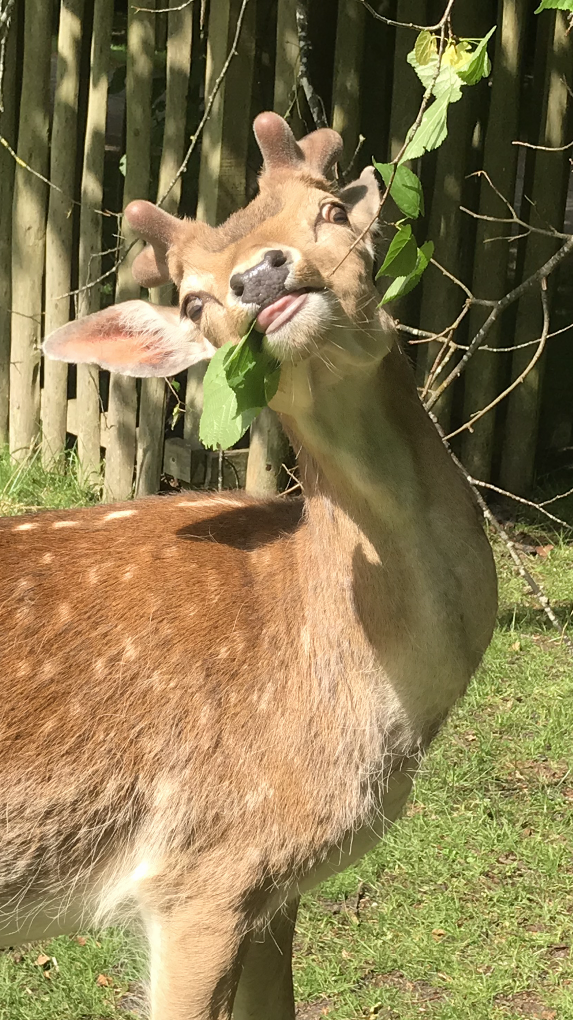 Amelia Freeman Deer 2 .png