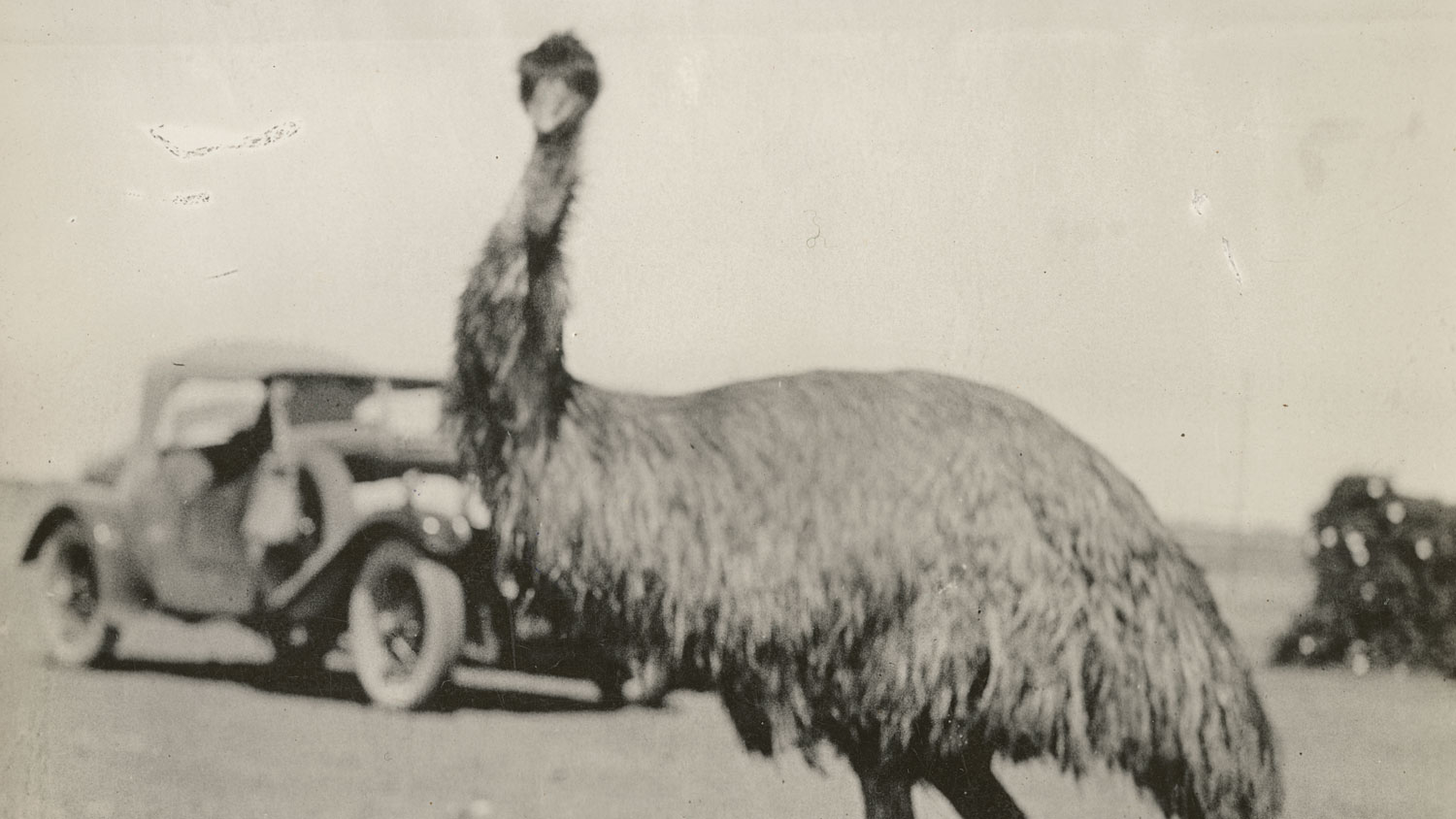 An emu pictured at Brunette Station, Australia, between 1930 and 1932 CREDIT State Library Victoria
