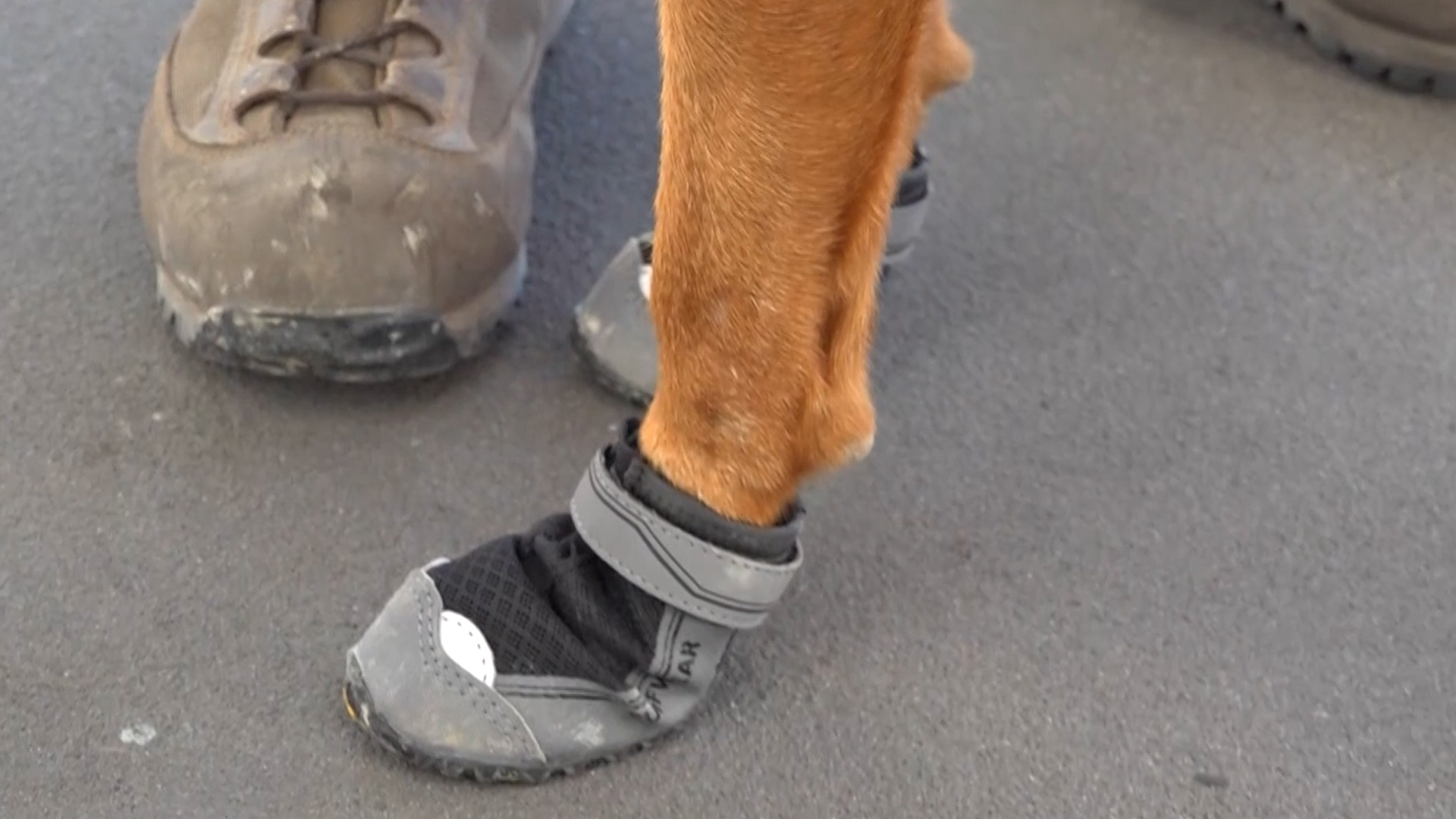 Army explosives team's search dog Meg has special protective boots onboard ship 31102022 CREDIT MOD