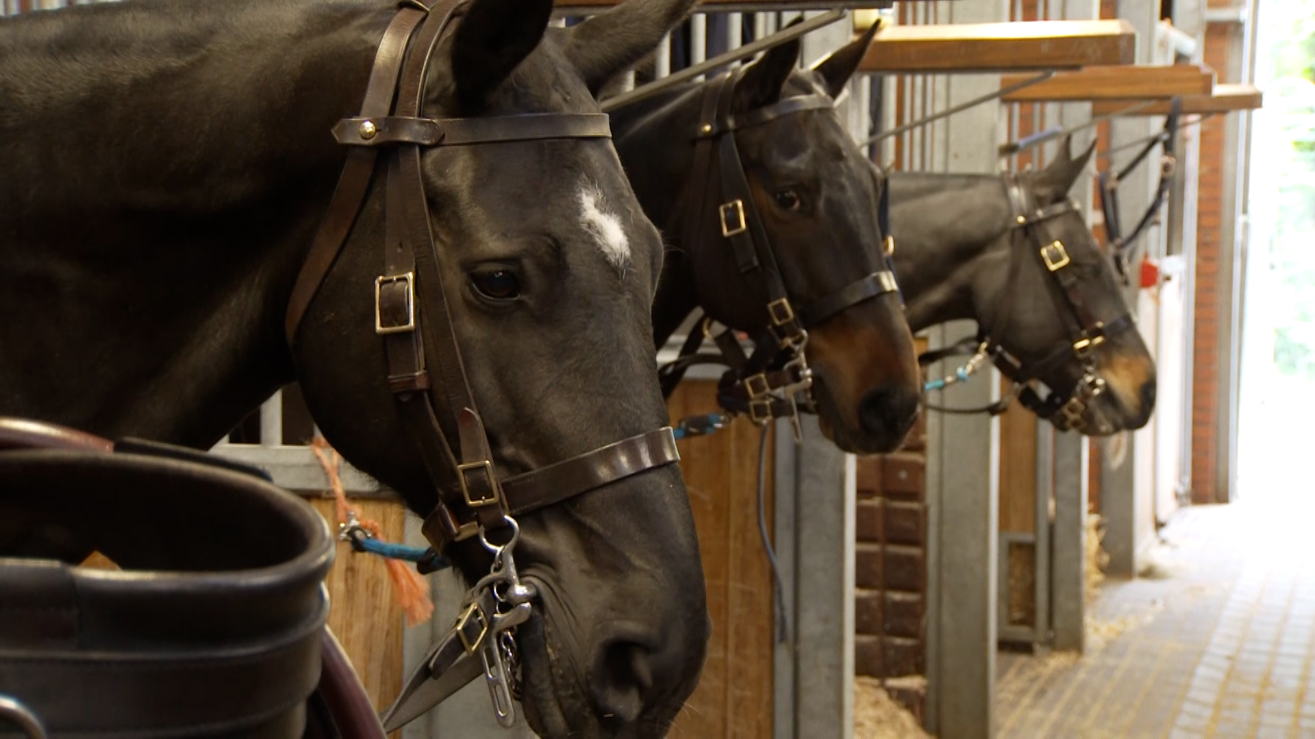 King's Troop horse in stable 