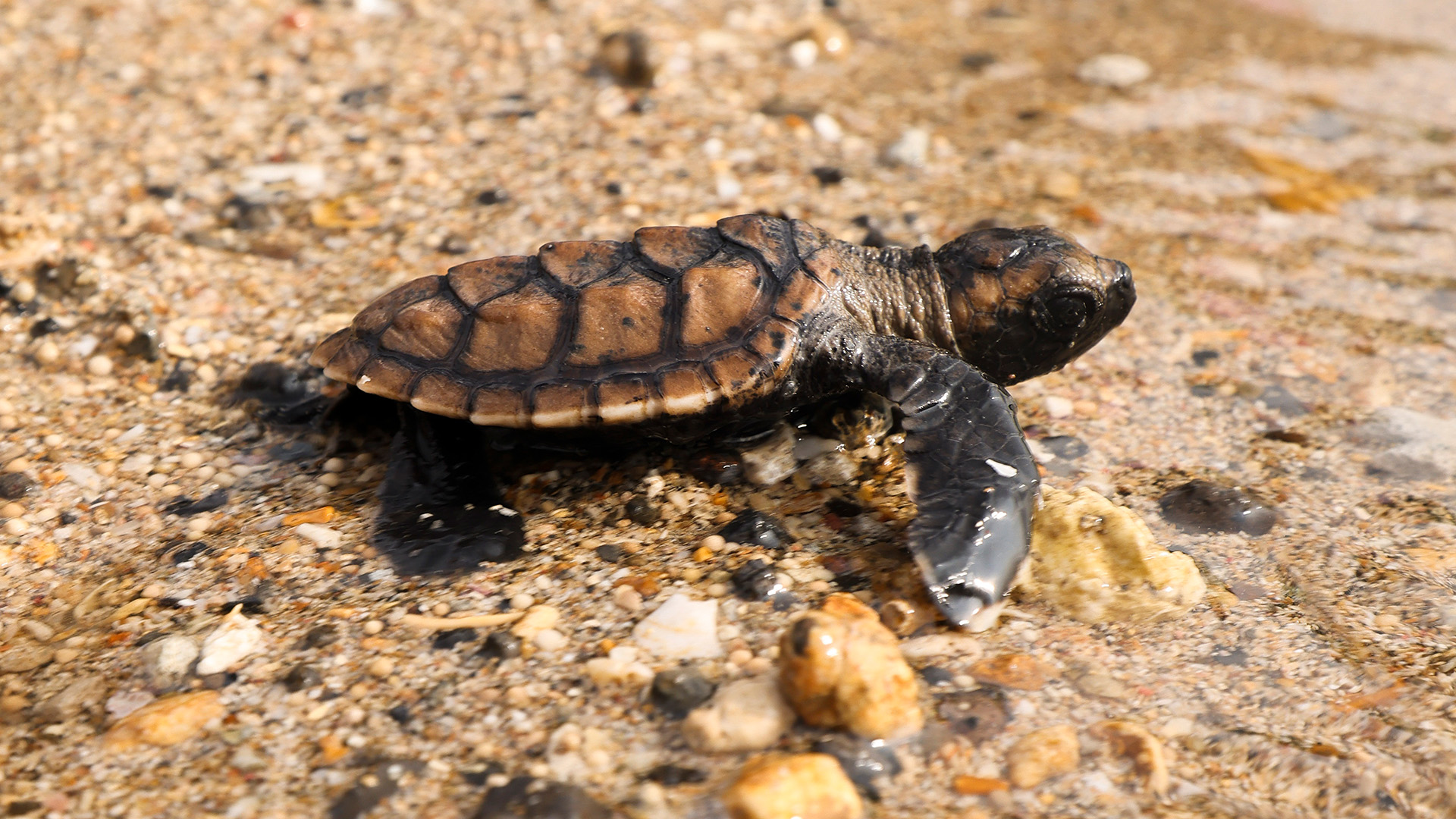 A baby turtle heads out to sea after being safely released by sailors from HMS Spey