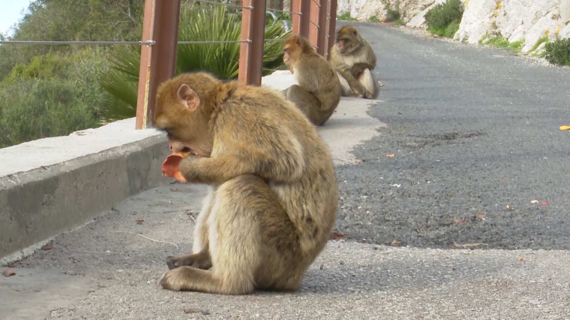 Gibraltar is home to Europe's only wild monkey population.