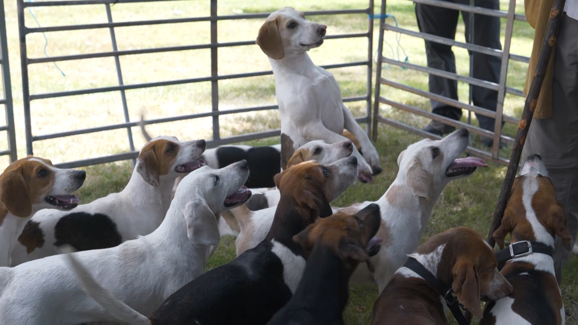 Beagles dogs at royal naval open day in Devon Credit BFBS 290719