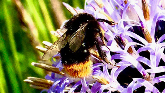 Bee Purple Flower Credit David Wells
